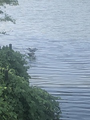 Egretta caerulea × thula