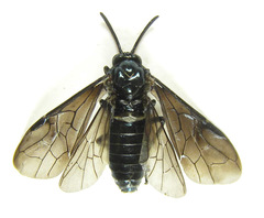 Arge gracilicornis