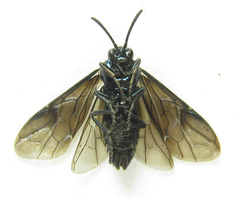 Arge gracilicornis