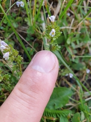 Euphrasia minima