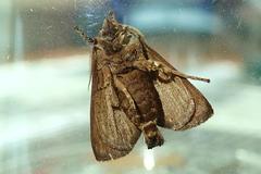 Quasithosea obliquistriga