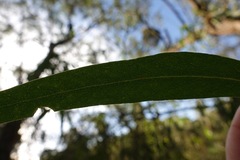 Eucalyptus radiata radiata