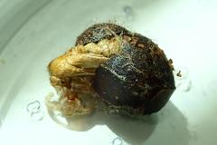 Quasithosea obliquistriga