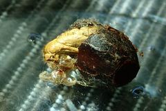 Quasithosea obliquistriga