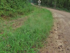 Leptochloa mucronata