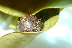 Quasithosea obliquistriga