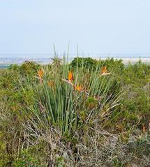 Strelitzia juncea