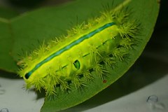 Quasithosea obliquistriga