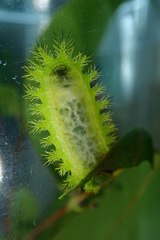 Quasithosea obliquistriga