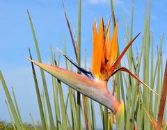 Strelitzia juncea