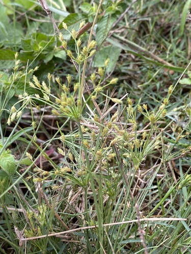 Fimbristylis squarrosa image