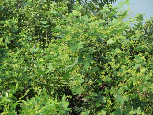 Ampelopsis humulifolia, photograph 1