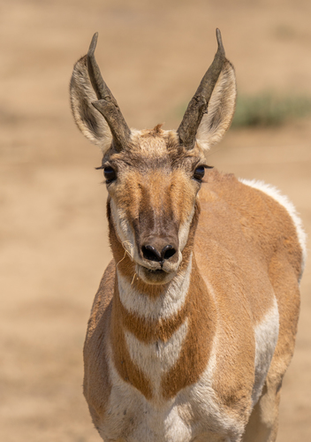 Pronghorn photographed in Utah