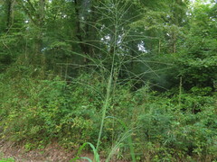Leptochloa mucronata