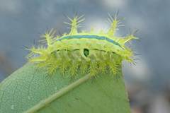 Quasithosea obliquistriga