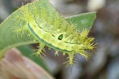 Quasithosea obliquistriga