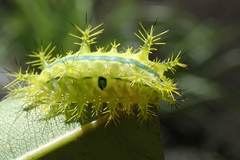 Quasithosea obliquistriga