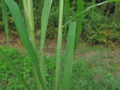 Leptochloa mucronata