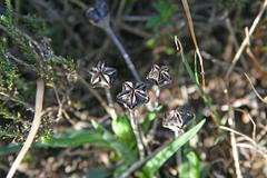 Acrodon subulatus