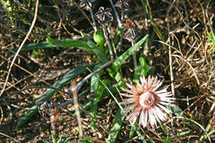 Acrodon subulatus