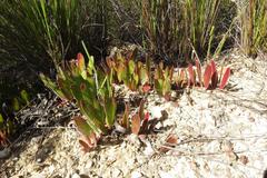 Leucospermum hamatum