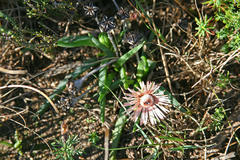 Acrodon subulatus