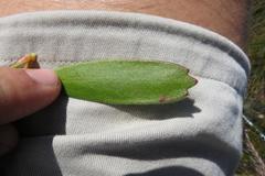 Leucospermum hamatum