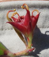 Leucospermum hamatum