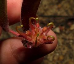 Leucospermum hamatum