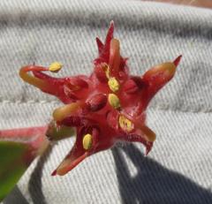 Leucospermum hamatum