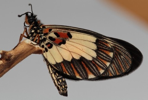 Yellow-banded Amber