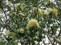 Syringa reticulata