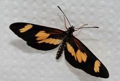 Acraea cabira