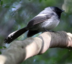 Trochocercus cyanomelas