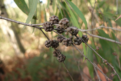 Eucalyptus radiata radiata