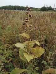 Inula racemosa