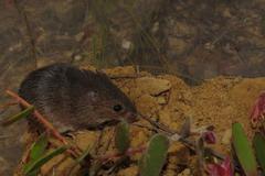Acomys subspinosus