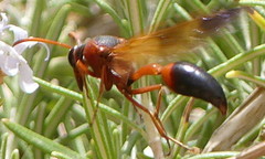 Delta dimidiatipenne