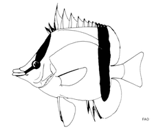 French Butterflyfish photo 2