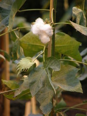 Gossypium barbadense