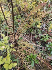 Pedicularis uralensis