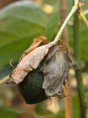 Gossypium barbadense