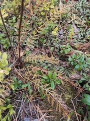 Pedicularis uralensis