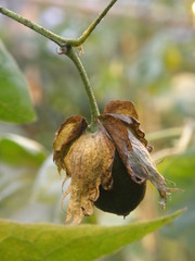 Gossypium barbadense