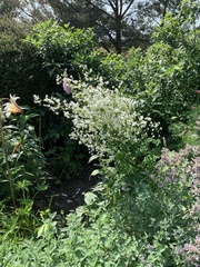 Thalictrum delavayi