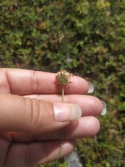 Cephalaria transsylvanica