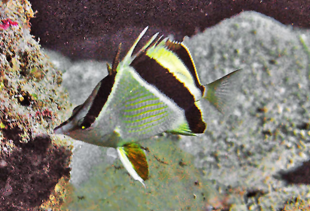 Guyana Butterflyfish