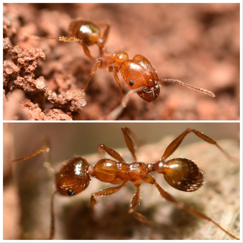 Toothed Big-headed Ant