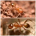 Toothed Big-headed Ant - Photo (c) threeagoutdoors, some rights reserved (CC BY), uploaded by threeagoutdoors