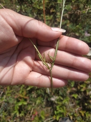 Cephalaria transsylvanica